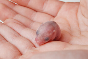 cute little bald newborn hamster in children's hands. 
