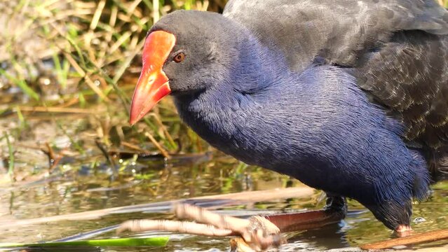 Australasian Swamphe or Pukeko feeding with water plants on natural environment. New Zealand endemic bird