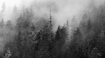 Dark forest in mist and fog panorama, Ancient Forest, Canada.