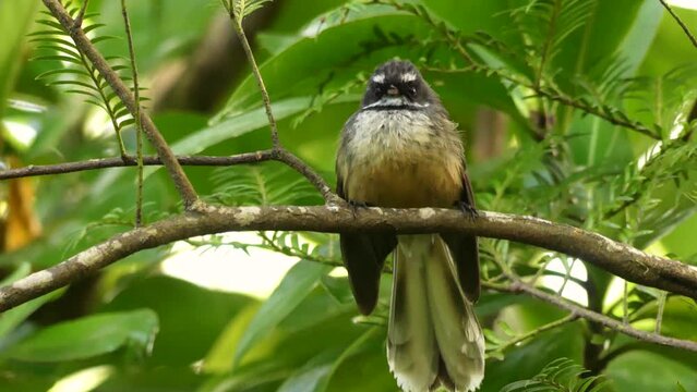 Fantail posing on a tree branch. Australasian bird