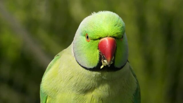 Alexandrine parakeet, or Alexandrine parrot eating food. Close up footage