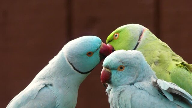 Three Alexandrine parakeet colorful birds. Close up 4k video