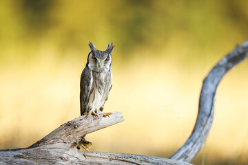 Fototapeta na wymiar Northern white-faced owl , Ptilopsis leucotis, little owl in the nature habitat, sitting on the dry tree branch, yellow grass in background