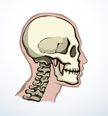 Vector drawing. Skull and neck bones