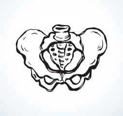 Vector drawing. Pelvic bones icon