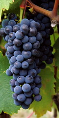 Fototapeta premium bunch of grapes, Generative AI, Generative, AI