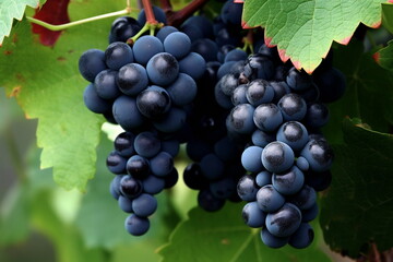 bunch of grapes, Generative AI, Generative, AI