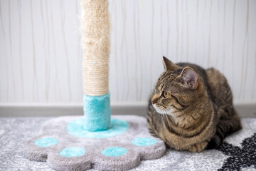 tabby cat domestic pet kitty sitting on carpet floor next to scratching tower post and resting