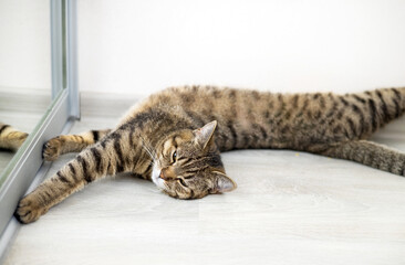 tabby, cat, domestic, pet, adorable, cute, mirror, floor, admire, looking, playing, falling asleep, proud, face, reflection, camera, up, feline, fluffy, whiskers, paws, sleepy, cozy, relaxed, peaceful