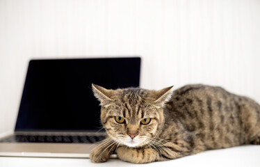 tabby cat sitting on bed beside laptop with paw on touchpad.owner woman hand petting domestic kitty animal and working from home,freelance job.computer screet cat on desk,angry furious face,upset