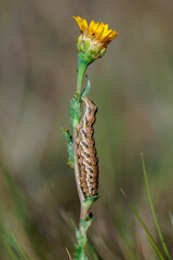 Caterpillar in its natural environment.