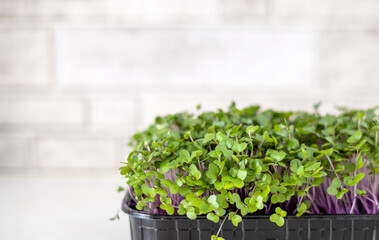 micro greens in box isolated at kitchen with scissors.healthy nutrition slim woman holding plants,measure tape around abdoment or fist.eating fibers for weight loss.space for text mock up banner