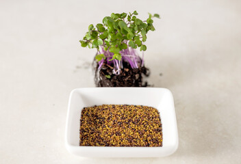micro greens threads with roots in woman or kid baby hands in small ceramic plate or through scissors blade on kitchen table isolated.plants seed home growing healthy nutrition fibers