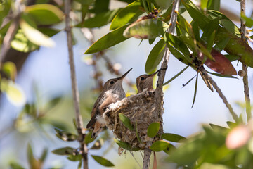 Allen's hummingbird in a nest in Los Angeles