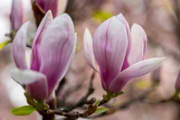 The magnolia tree blooms in the spring.
