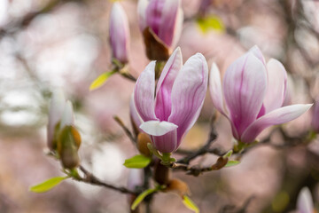 The magnolia tree blooms in the spring.