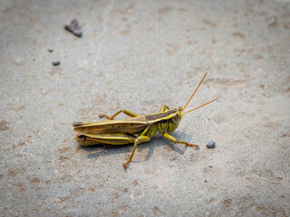 grasshopper on the stone