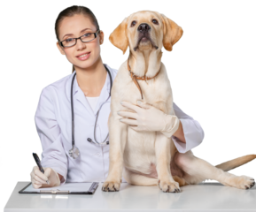 Vet using technology with a little dog - isolated over a white background
