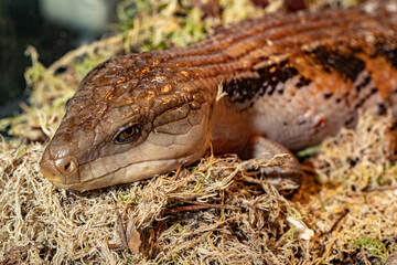 Lizard blue-tongued skink. Tiliqua scincoides.