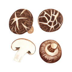 Watercolor Shiitake mushroom. Hand-drawn illustration isolated on white background. Perfect concept for healthy chinese medicine popular superfood, design packing.