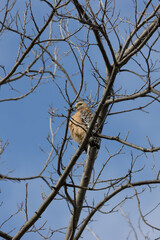 Red shouldered hawk perched in a tree