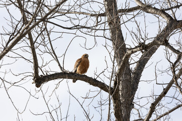Red shouldered hawk perched in a tree