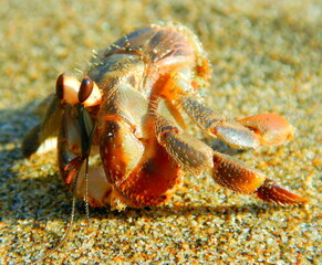 Costa Rica Sea life