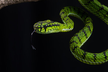close up of a sumatra pit viper Trimeresurus sumatranus native to sumatra island, malaysia, and Thailand on defensive position with black background
