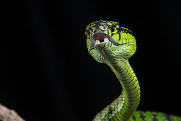 close up of a sumatra pit viper Trimeresurus sumatranus native to sumatra island, malaysia, and Thailand on defensive position with black background