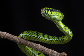 Obraz premium close up of a sumatra pit viper Trimeresurus sumatranus native to sumatra island, malaysia, and Thailand on defensive position with black background