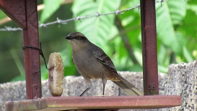 Mimus saturninus
(Lichtenstein, 1823)/Chalk-browed Mockingbird