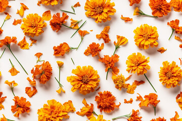Fototapeta premium A playful and colorful flat lay featuring an assortment of orange marigold flowers arranged on a crisp white background. Perfect for holiday decorations or cheerful home decor. Generative AI