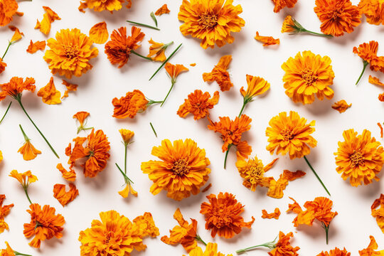 A playful and colorful flat lay featuring an assortment of orange marigold flowers arranged on a crisp white background. Perfect for holiday decorations or cheerful home decor. Generative AI
