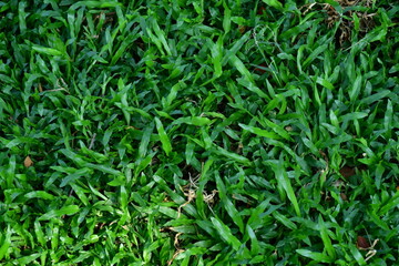 green grass background