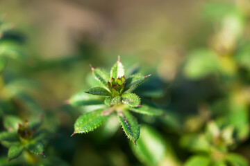Galium aparine cleavers, catchweed, stickyweed, robin-run-the-hedge, sticky willy, sticky willow, stickeljack, and grip grass use in traditional medicine for treatment. Soft focus. Film grain.