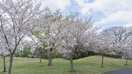 Fototapeta premium 日本の春の公園に咲く桜の花