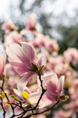 beautiful pink magnolia flowers in the spring garden