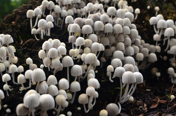 Fairy inkcap in the forest