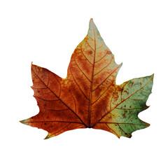 autumn maple leaf transparent background