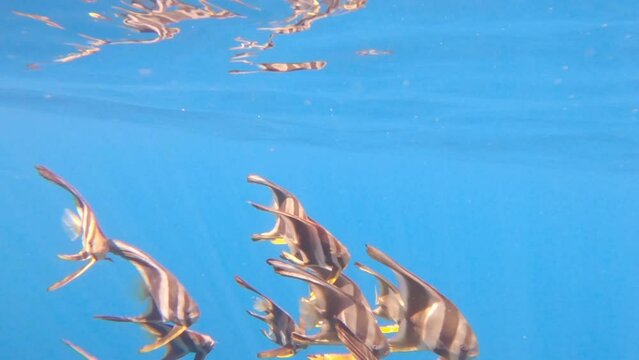 A school of juvenile batfish swim in a synchronized fashion in deep clear blue ocean water off the coast of the Ningaloo in Western Australia.