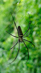 Nephila pilipes on the web, this species is also known as Northern golden orb weaver and Giant golden orb weaver