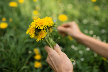 Woman picking flowers yellow dandelions on meadow in summer. Point of view shot. 