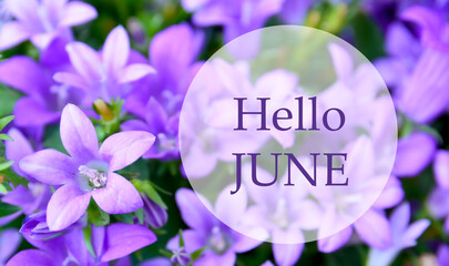 Hello June greeting on natural campanula flowers background.Summer holidays concept.Selective focus.