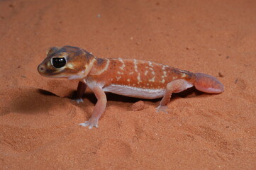 three lined knob tail (Nephrurus levis) closeup 