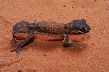 three lined knob tail (Nephrurus levis) closeup on sand