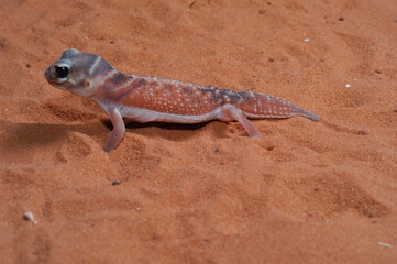 three lined knob tail (Nephrurus levis) closeup on sand