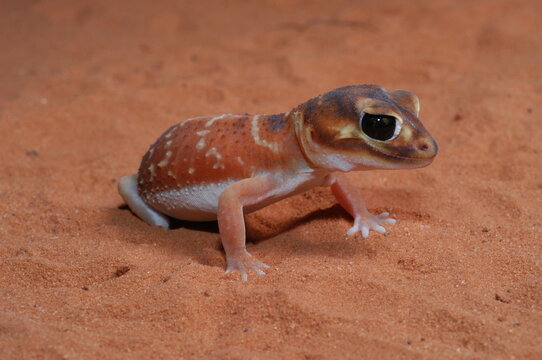 three lined knob tail (Nephrurus levis) closeup 
