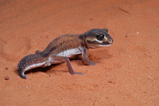 three lined knob tail (Nephrurus levis) closeup on sand - Powered by Adobe