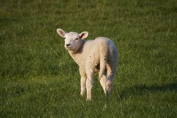 Obraz premium Süßes Lamm auf der Weide