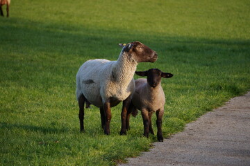 Schafsmutter und ihr niedliches Lamm